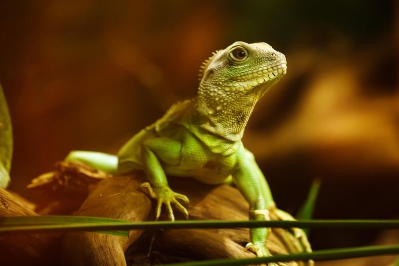 Dragon Mythical Creature