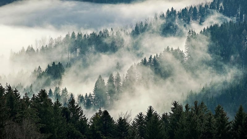Enigmatic Forest